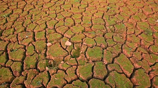 龟裂的土地上长着苔藓视频素材