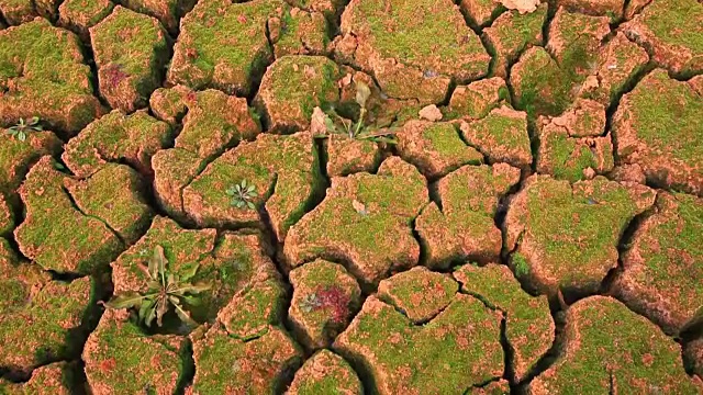 龟裂的土地上长着苔藓视频素材