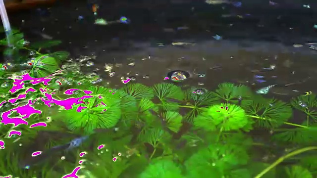 孔雀鱼在池塘里游泳视频下载