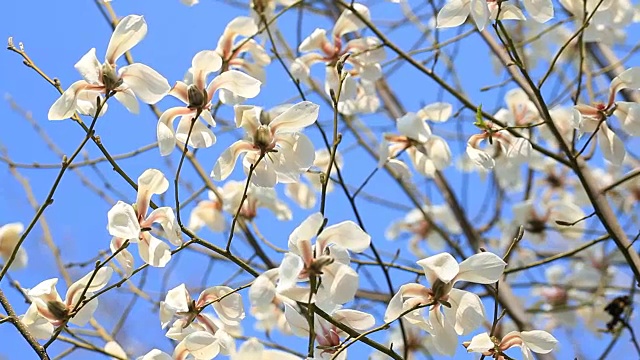 木兰树开花视频素材