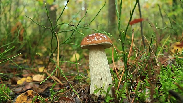 森林中的小蘑菇视频素材