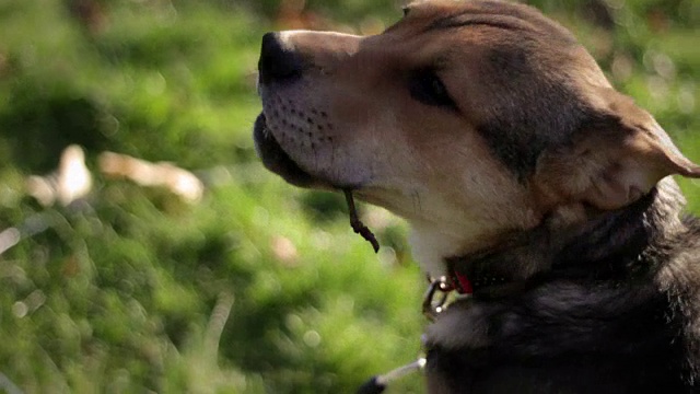 在后院，一只小猎犬在啃树枝视频素材