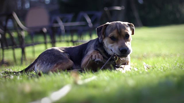 在阳光明媚的日子里，可爱的沙皮犬和比格犬在后院院子附近嚼着一根大木棍视频素材