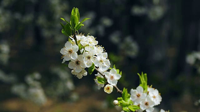 春天开花视频素材