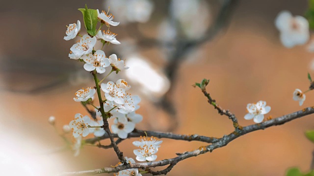 苹果花视频素材