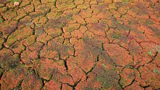 龟裂的土地上长着苔藓视频素材