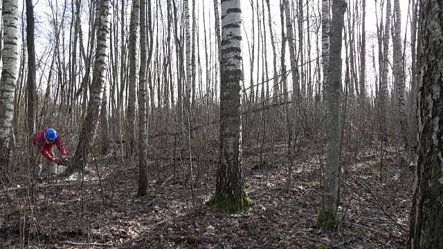 戴着防护帽的工人在春天的森林里砍伐桦树视频素材