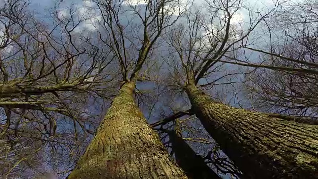 老菩提树树干和照相机旋转视频素材