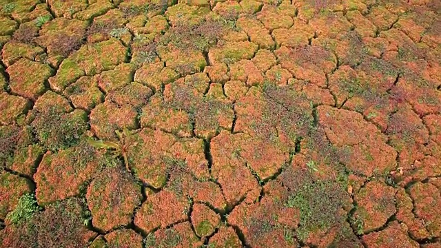 龟裂的土地上长着苔藓视频素材