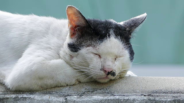 只流浪猫视频素材