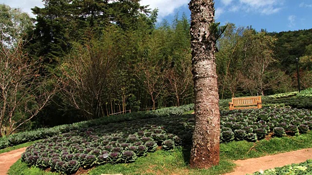 装饰白菜开花在Doi Ang Khang皇家农业站在清迈。视频素材