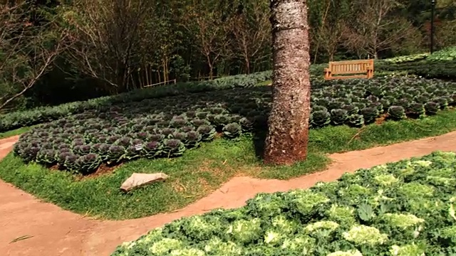 装饰白菜开花在Doi Ang Khang皇家农业站在清迈。视频素材