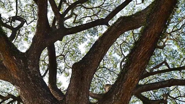 大含羞草树与阳光滑块场景视频素材