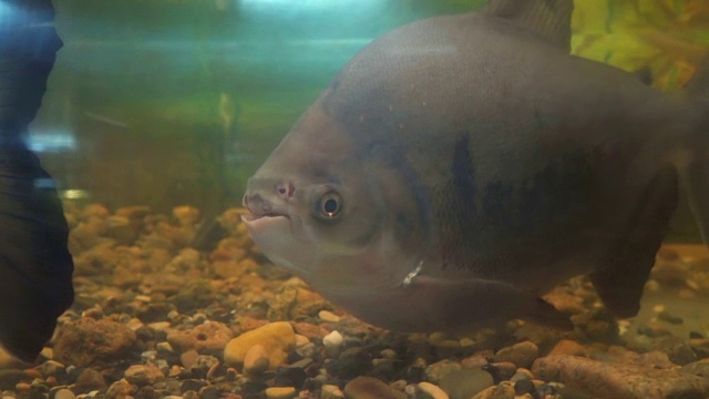 水族馆里的食人鱼视频素材