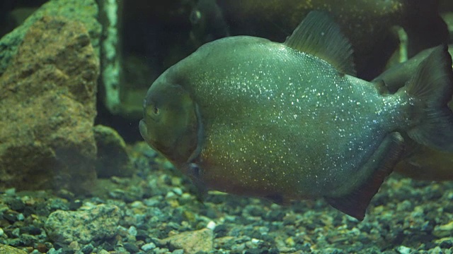 食人鱼在水族馆里游泳视频素材