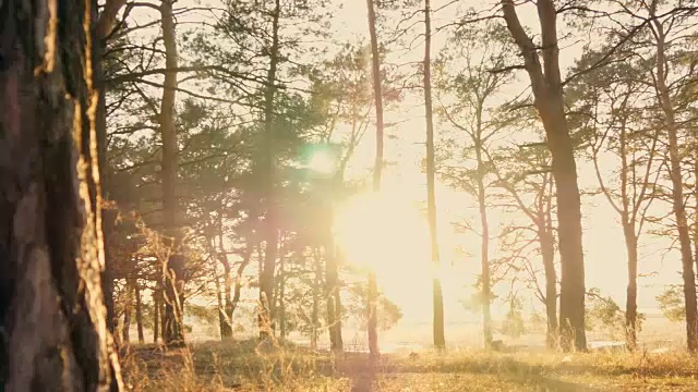 夕阳下的秋天森林视频素材