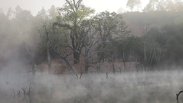 湖里有棵枯树视频下载