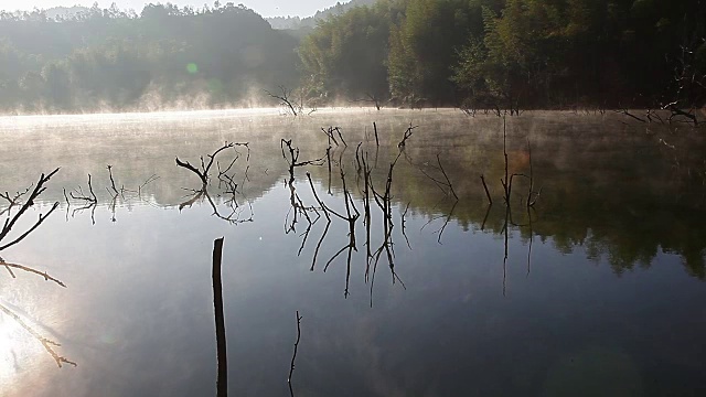 湖里有棵枯树视频下载