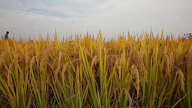 田里的稻子金黄成熟视频素材