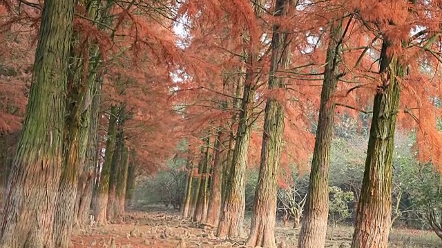 taxodium ascendens树视频下载