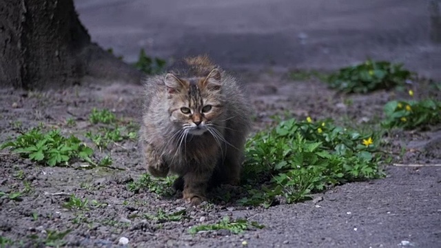 无家可归的怀孕猫躺在公园的地上，正在晒太阳。慢动作视频素材