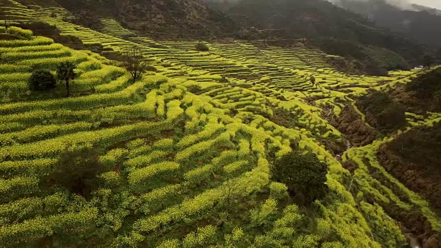 中国黄陵油菜籽梯田鸟瞰图。视频素材