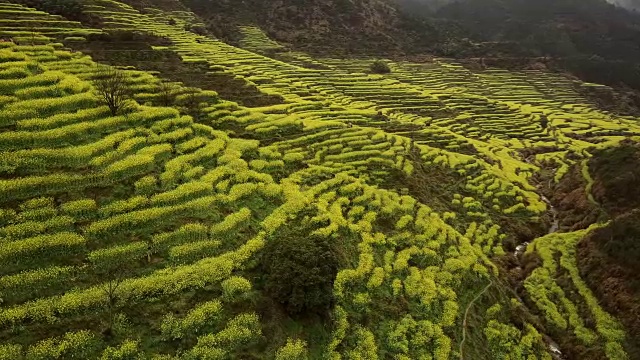 中国黄陵油菜籽梯田鸟瞰图。视频素材