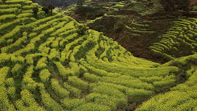 中国黄陵油菜籽梯田鸟瞰图。视频素材