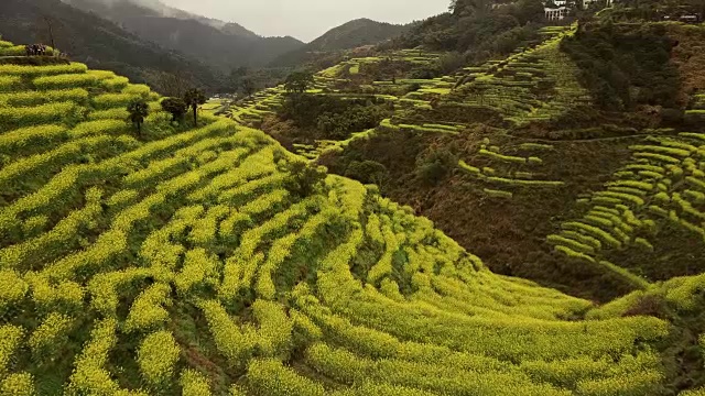 中国黄陵油菜籽梯田鸟瞰图。视频素材