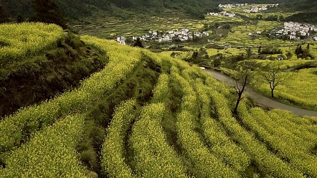 江陵油菜籽梯田鸟瞰图。视频素材