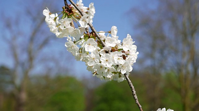 小蜜蜂在树上开花视频下载