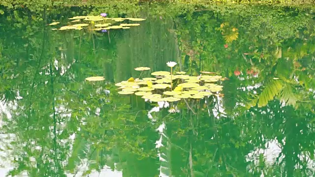 荷花和池塘在大自然中视频素材