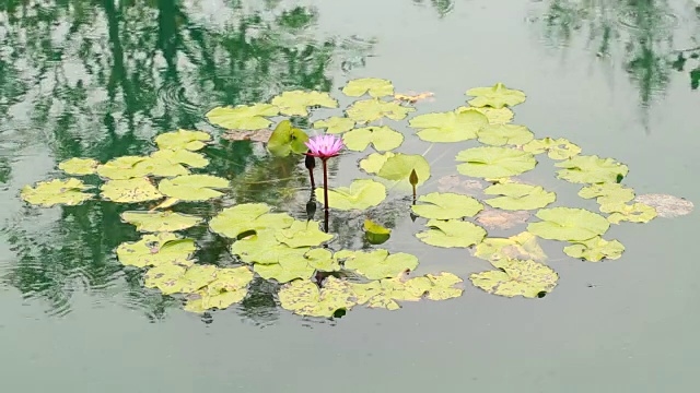 荷花和池塘在大自然中视频素材