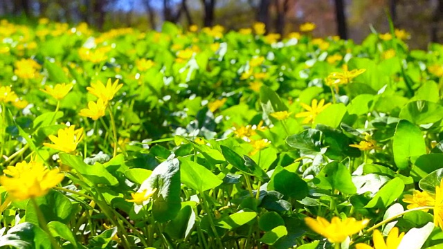 春天的树林里开着小黄花。视频素材