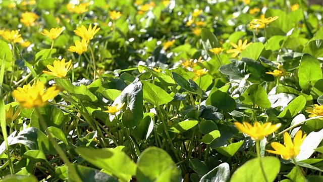 春天的树林里开着小黄花。视频素材