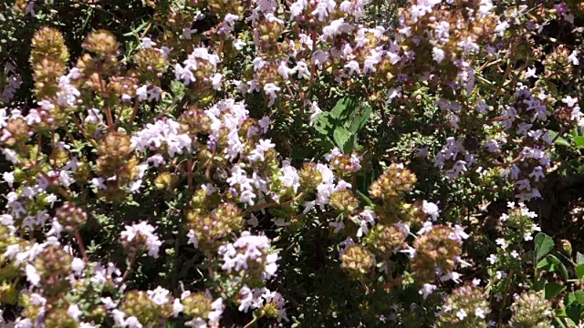 蜜蜂和百里香花视频下载