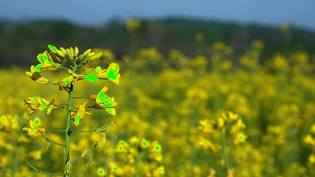 油菜籽田，盛开的油菜花近。法国夏天地里的油菜视频素材