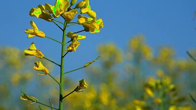 油菜籽田，盛开的油菜花近。法国夏天地里的油菜视频素材