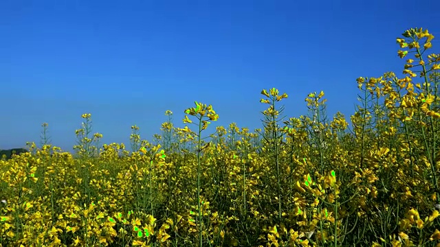 油菜籽田，盛开的油菜花近。法国夏天地里的油菜视频素材