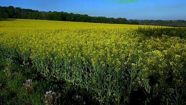 油菜籽田，盛开的油菜花近。法国夏天地里的油菜视频素材