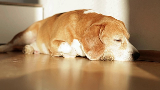 可爱的小猎犬在长时间散步后的下午在地板上打盹视频素材