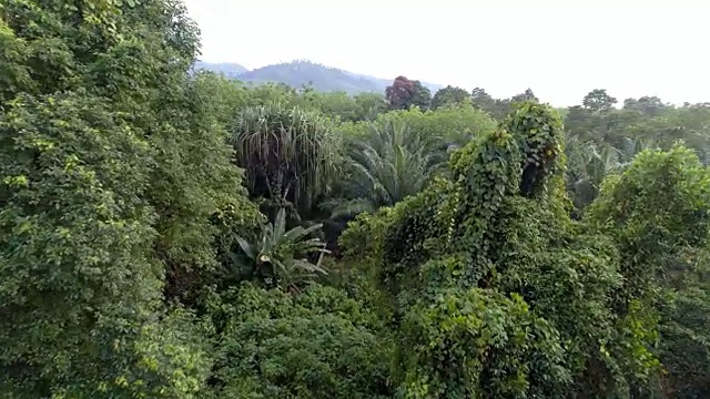 雨林。视频素材