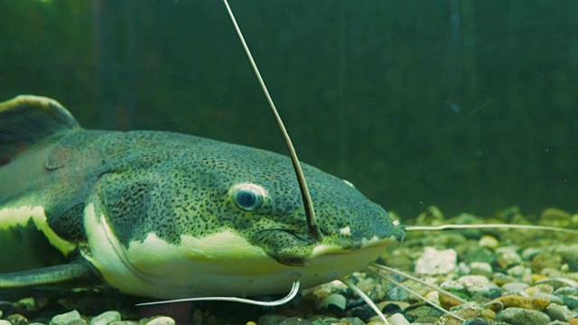 非洲sharptooth鲶鱼。水族馆鱼类视频素材