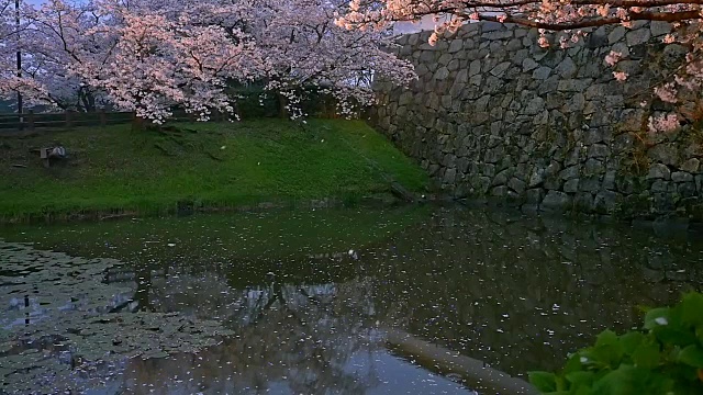 樱花和花瓣在湖上以超慢的动作淋浴视频素材