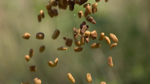 宠物食品掉落的慢动作视频素材