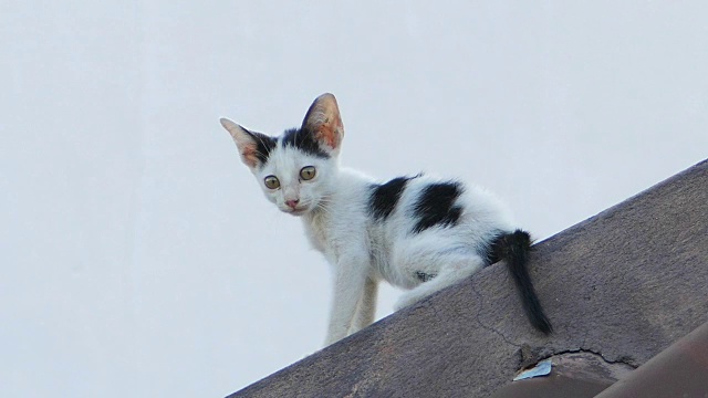 小猫流浪猫。视频素材