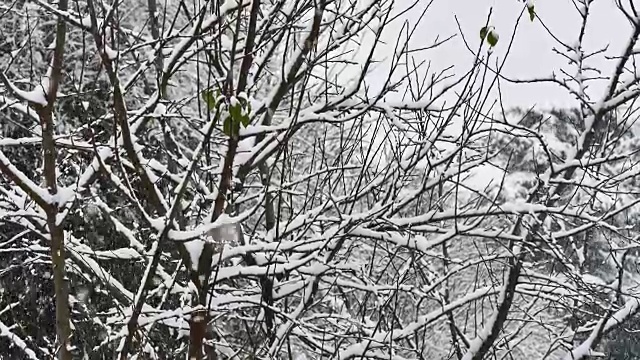 雪花落在4k树视频素材