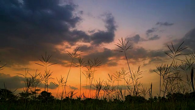 日落时分的草地视频素材