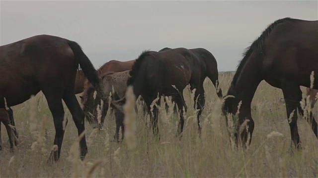 一群野马在田野里吃草视频素材