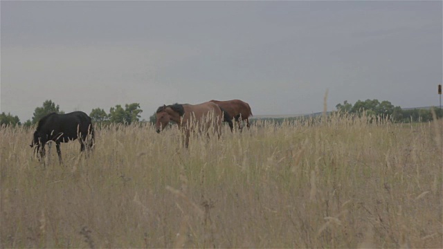 三匹马在秋天的田野上吃草视频素材